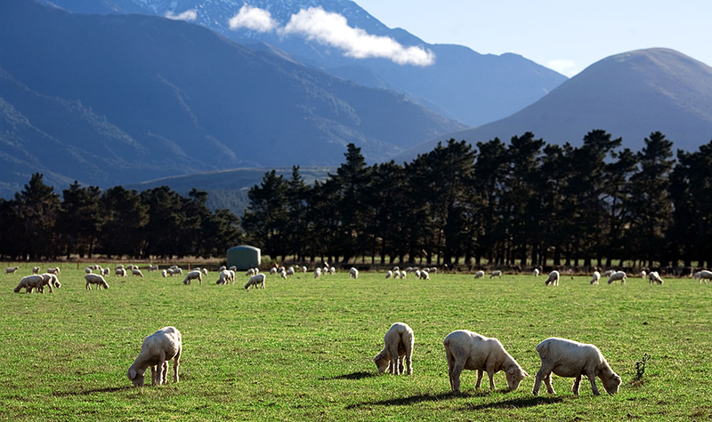 New_Zealand_Rural_landscape-wikimedia